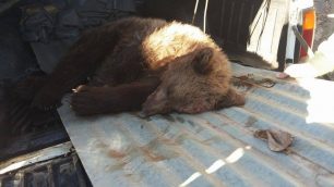 Μέτσοβο: Προσπαθούν να σώσουν το αρκουδάκι που εντοπίστηκε αναίσθητο